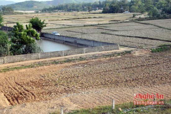 100% diện tích đất sản xuất lúa của xã Hùng Thành đang phải để đất hoang. 