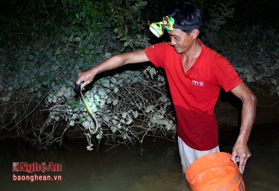 Nhưng cũng rất nguy hiểm khi phải thường xuyên gặp những loại rắn độc.