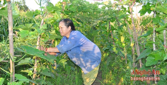 Quan tâm xây dựng các mô hình kinh tế, nâng cao thu nhập cho nhân dân