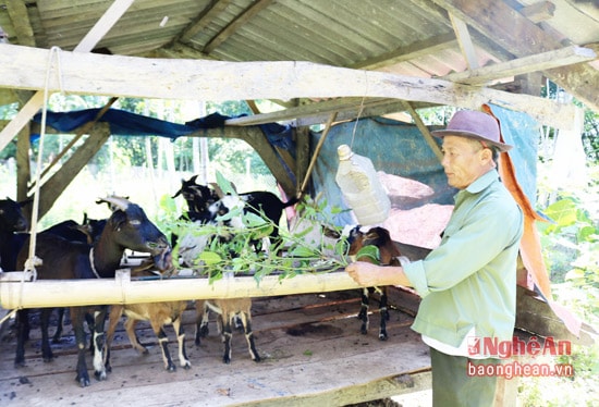 : Phát huy vai trò trưởng bản ông Bạch Đình Dung ở bản Cao Vều 3 tiên phong đi đầu trong phong trào phát triển kinh tế.