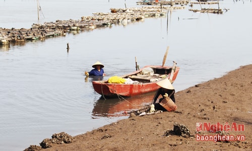 Quỳnh Lưu có khoảng trên 50 hộ làm nghề nuôi hàu tập trung ở thôn Tân An (An Hòa). Hàu được người dân nuôi ở trên sông Mai Giang, thời gian nuôi trong khoảng 10-12 tháng, thường thu hoạch hàu vào dịp Tết. Hiện nay, trong lúc chờ hàu phát triển, những hộ nuôi hàu và một số hộ dân khác tranh thủ ra sông mót hàu để kiếm thêm thu nhập.