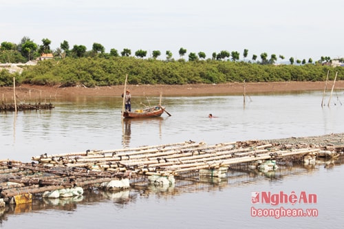 Những chiếc bè được làm bằng tre mét, xốp để nuôi hàu trên sông.