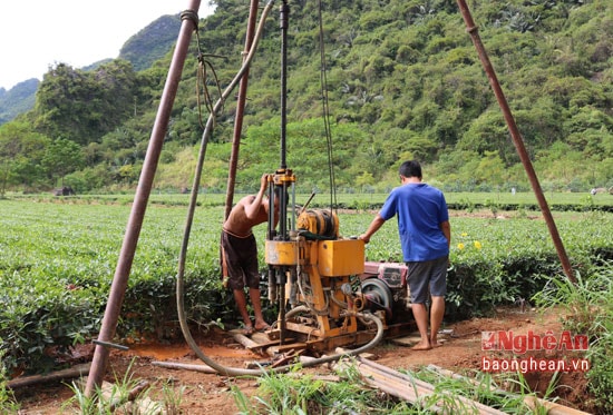 Để chống hạn cho 1 ha diện tích chè công nghiệp gia đình ông Hồng Ngọc Khuyên tổng đội 323 xã Đỉnh Sơn huyện Anh Sơn đã thuê thợ khoan giếng ngay tại vườn chè.