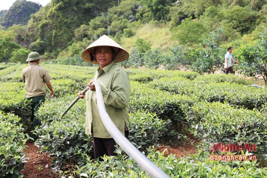 Sau nửa ngày tưới, những chiếc béc được di chuyển sang luống khác