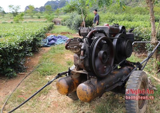 Những chiếc máy nổ cũng được đưa ra tận những nương chè để phục vụ cho việc bơm nước