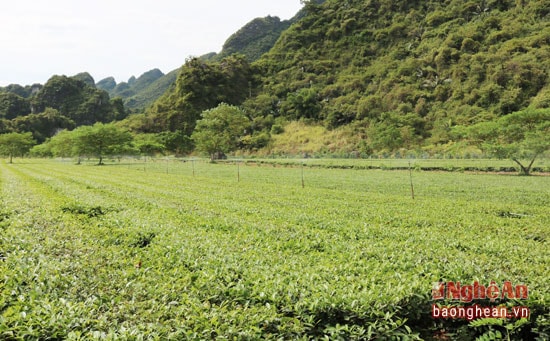 Hiện nay toàn huyện Anh Sơn có 2.587 ha chè, tuy nhiên do giá thành của việc khoan giếng cũng như hệ thống vòi phun khá cao từ 20 đến 40 triệu đồng nên nhiều người dân Anh Sơn đang gặp nhiều khó khăn trong công tác chống hạn cho loại cây chủ lực này.