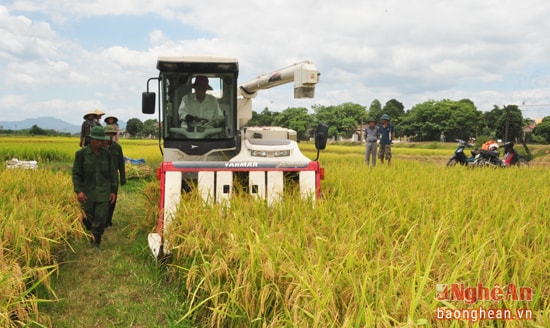 Cần bảo vệ diện tích trồng lúa, đảm bảo an ninh lương thực, an sinh xã hội bền vững