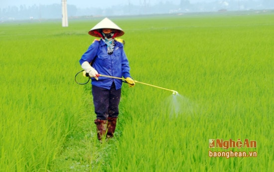 Các địa phương cần khoanh vùng diện tích lúa bị nhiễm sâu cuốn lá, những diện tích có mật độ trên 50 con/m2 mới tổ chức phun thuốc phòng trừ.