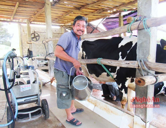 Gia đình ông Hữu có tổng cộng 10 con bò sữa, trong đó 5 con đã sinh sản và cho sữa hàng ngày, 2 con trưởng thành chuẩn bị sinh sản và 3 con bò con. Mỗi con bò giống mua về với giá từ 50 – 60 triệu đồng, tổng số tiền mua bò giống là 400 triệu đồng.. Bò sữa được nuôi trong chuồng trại thoáng mát, sạch sẽ và ở giữa đồng cỏ để tiện cung cấp thức ăn.