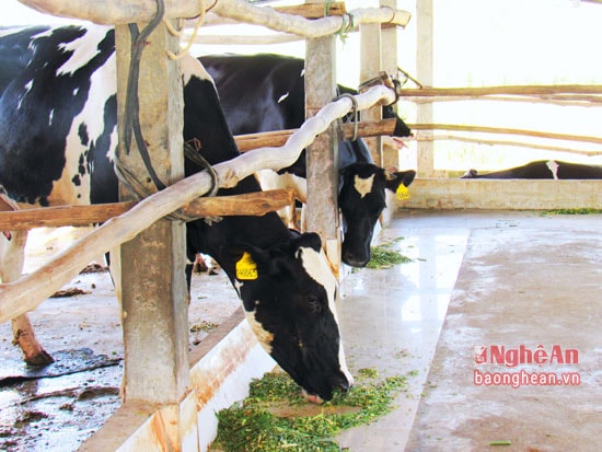 Thức ăn của bò sữa rất đa dạng, bao gồm cỏ sữa, cám cò chuyên dụng, đậu tương, ngô, khoáng chất… với giá trị mỗi khẩu phần ăn của từng con là 120.000 đồng/ngày. Riêng đối với cỏ, gia đình ông đã tận dụng tốt hơn 10 sào đất trống xung quanh trang trại để trồng cỏ làm thức ăn cho bò mỗi ngày.