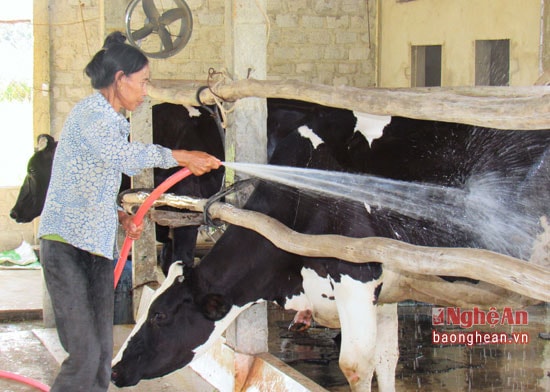 Trong điều kiện thời tiết nắng nóng, bò sữa phải được tắm mát thường xuyên, đồng thời sử dụng các quạt làm mát để hạ nhiệt độ chuồng bò xuống.