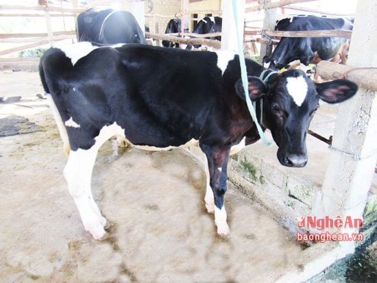 Bò 6 tháng tuổi, sau hơn 1 năm nữa sẽ trở thành bò sữa giống, vừa có thể sinh sản ra vừa cung cấp sữa chất lượng hàng ngày.
