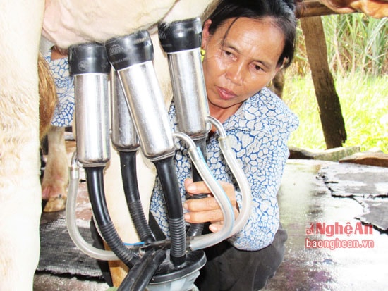 Để có thể lấy sữa bò nhanh chóng và tiện lợi, hợp vệ sinh. Gia đình ông Hữu đã đầu tư 23 triệu đồng mua máy lấy sữa bò.