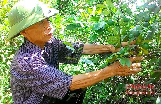 Nông dân Nghi Lộc phấn khởi khi chanh được mùa.