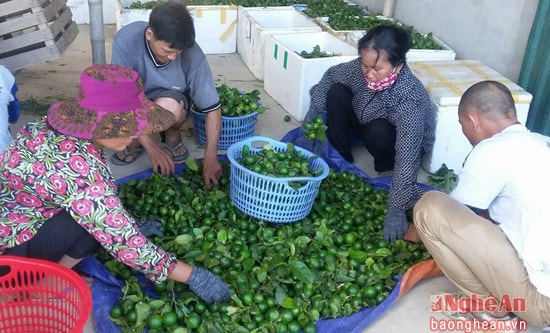 Người dân phân loại chanh sau thu hoạch để bán cho thương lái.