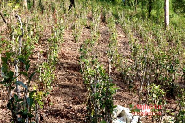 Những đồi chè trơ gốc không phát triển được do nắng hạn. Người dân trồng chè Cao Sơn đang đối mặt với nguy cơ một mùa chè thất bát.