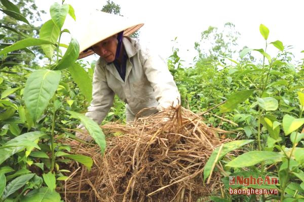 Khó khăn lớn nhất của người trồng chè xã Cao Sơn là các đồi chè đều xa nguồn nước, hơn nữa các đồi chè tập trung trên cao nên việc khoan hay đào giếng để tưới gặp nhiều khó khăn.