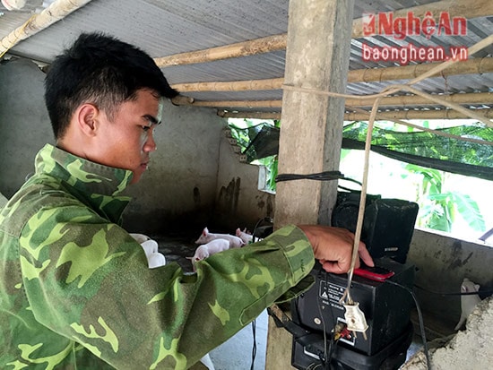 Anh Trọng bật nhạc cho lợn nghe mỗi ngày để kích thích lợn ngủ ngày, ăn đêm, giúp tăng trọng nhanh