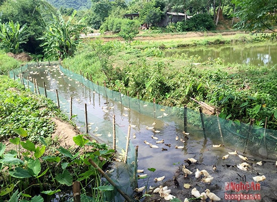 Anh Trọng còn phát triển mô hình VACR, mang lại thu nhập hàng trăm triệu đồng/ năm