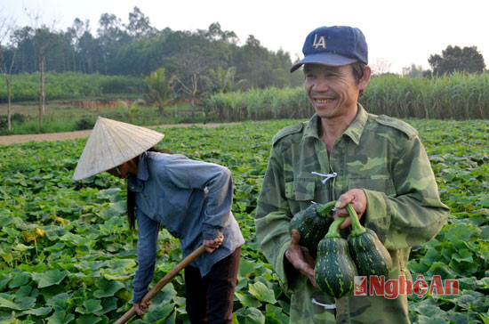 Mô hình của anh Trần Văn Thiện - xóm Yên Tân có 1,5 ha chuyên trồng rau, bí xanh, bí đỏ các loại cho thu nhập bình quân 100 triệu đồng