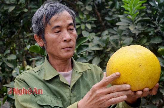 Hộ ông Đào Danh Bảy xóm Xuân Thịnh hiện trồng gần 800 gốc bưởi Diễn, lãi khoảng 300 triệu đồng.
