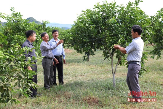 Nhờ có quỹ hỗ trợ nông dân mà 30 hộ ở xã Đỉnh Sơn đã khôi phục được cây cam Bãi Phủ