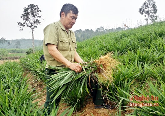  Phát triển cây rễ hương mang lại hiệu quả kinh tế cao cho ông Cao Ngọc Cơ thôn 4 xã Cao Sơn