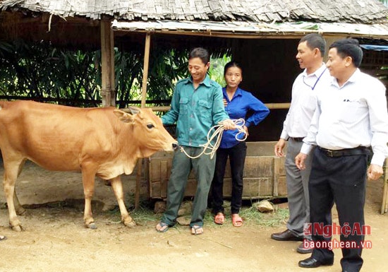 Hội nông dân huyện trao bò cho gia đình anh Trần Văn Hiếu ở thôn 1 xã Tường Sơn.