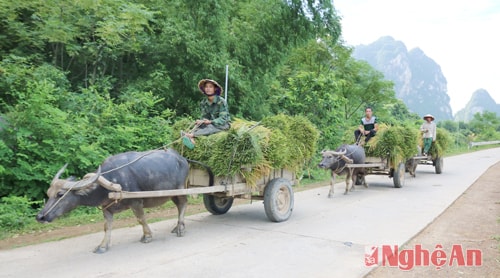 Nhờ có hệ thống giao thông hoàn chỉnh mà bà con thôn 11, xã Hoa Sơn (Anh Sơn)rất thuận lợi trong vận chuyển lúa trong những ngày mùa