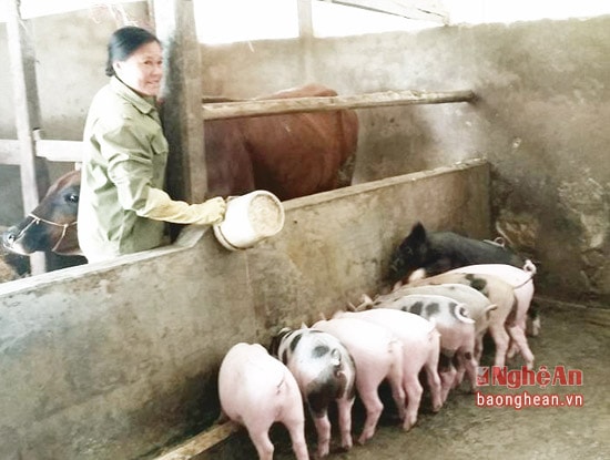 Mô hình chăn nuôi lợn nái của chị Thái Thị Toàn ở xã Nghi Long. Ảnh Thái Hiền