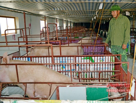Một trang trại chăn nuôi lợn ở Nghi Lộc đảm bảo vệ sinh môi trường.