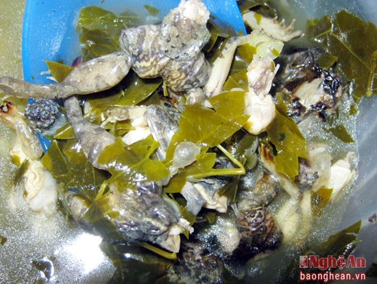Ngoài ra sau khi nướng, nhái có thể nấu với lá chua để làm canh thơm mát giải nhiệt cho mùa hè. (Lá chua là một loại lá đặc trưng của người dân Văn Sơn dùng để nấu canh, hòa quyện cùng với nhái nướng tạo nên hương vị đậm đà, thanh mát khó quên mà không nơi nào có được).