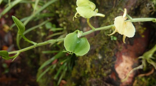 13-loai-lan-o-khu-bao-ton-thien-nhien-hon-ba-4