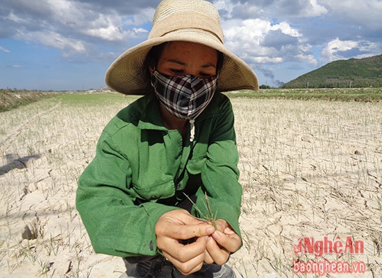 Nhiều diện tích lúa trên địa bàn Hưng Nguyên héo khô vì thiếu nước tưới