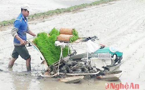 Sử dụng máy cấy vào trong sản xuất nông nghiệp ở Thọ Thành