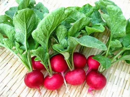 cu-cai-thit-chim-cut-bo-duong-khong-kem-nhan-sam