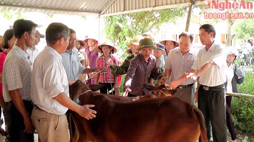 (Baonghean.vn) - Ngày 25/7, Trung tâm khuyến nông tỉnh phối hợp Trạm khuyến nông huyện Yên Thành tổ chức trao tặng bò giống tại xã Lý Thành, huyện Yên Thành.