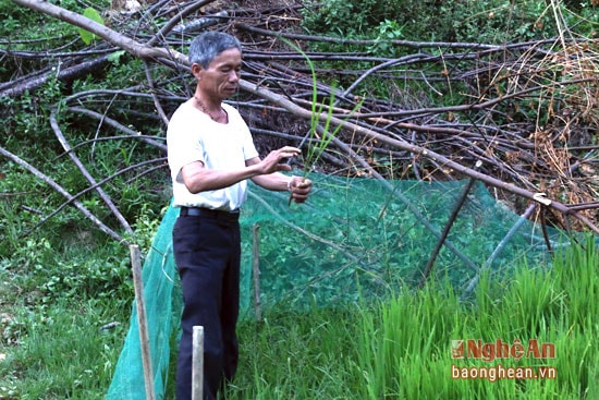 Mạ được gieo đã lên cao nhưng các hộ dân không cấy được.