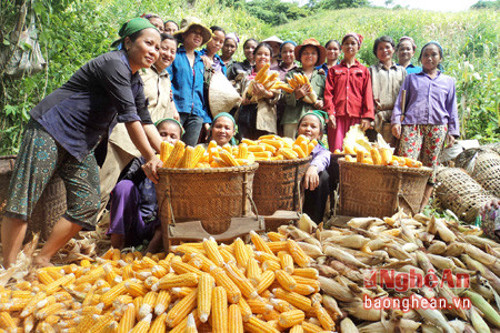 Sản phẩm ngô trồng trên đất dốc ở Nga My ( Tương Dương), ảnh minh họa