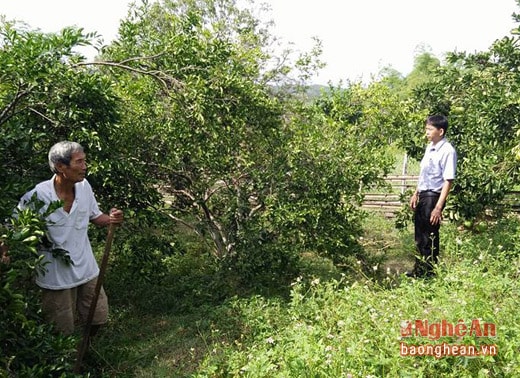 Hiện nay hội CCB xã Bình Sơn có 32 mô hình kinh tế hiệu quả trong đó có 18 mô hình cải tạo vườn tạp với các loại cây cam và chanh.