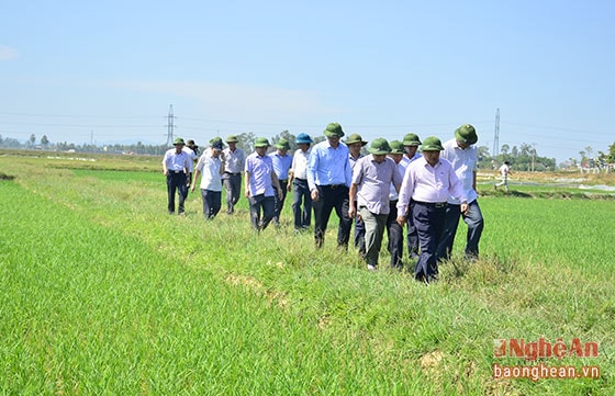 Đồng chí Chủ tịch UBND tỉnh kiểm tra diện tích lúa ở xã Hưng Tây, huyện Hưng Nguyên.