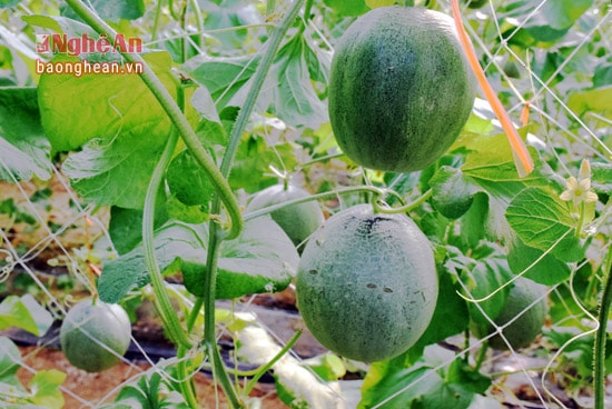 Giống dưa lưới (Nhật bản) được anh Hướng trồng thử nghiệm đầu tiên trên đất Diễn Châu.