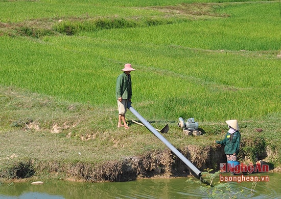 Người dân sử dụng máy bơm nhỏ cứu lúa