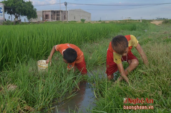 Đối với hai anh em Thái Văn Tâm và Thái Văn Tam (xóm 3, xã Băc Thành, Yên Thành) mùa hè là thời gian đi bắt cua kiếm thêm thu nhập phụ giúp bố mẹ.