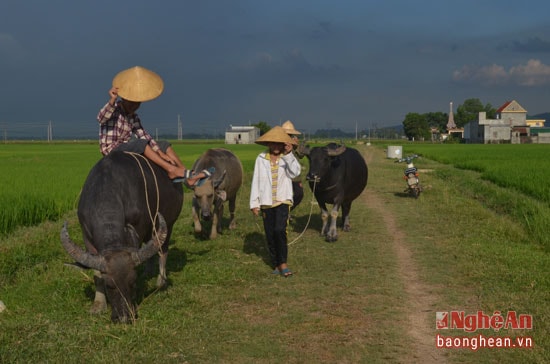 Các em còn rủ nhau đi chăn trâu