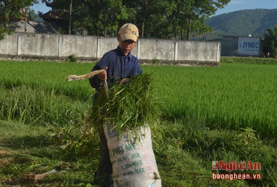Cắt cỏ về cho trâu và để nuôi cá.