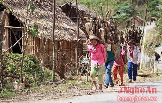 Đi lấy củi