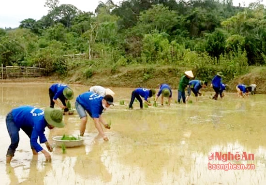 Sinh viên tình nguyện và ĐVTN địa phương cấy lúa giúp gia đình chính sách tại xã Bình Chuẩn.