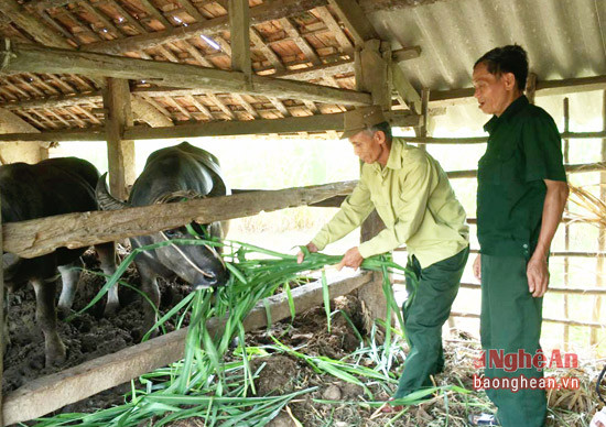 Mô hình chăn nuôi trâu cho thu nhập cao của CCB Nguyễn Văn Lệ.