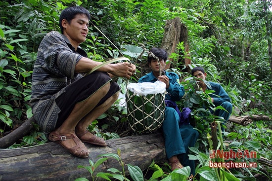 Để lấy được mật ong, những người thợ phải vào tận những khu rừng rậm, đường đi hết sức khó khắn.